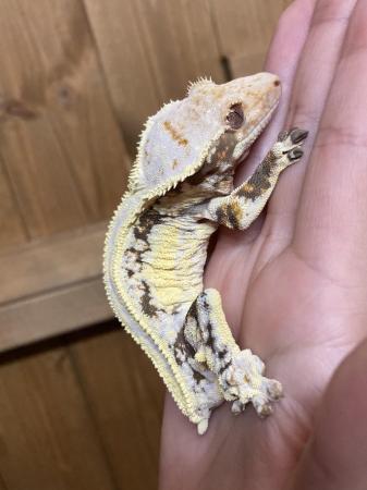 Image 2 of Male Lilly white crested gecko