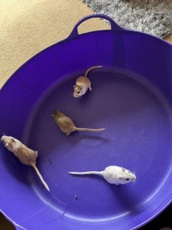 Image 9 of Male Gerbils with Glass Tank