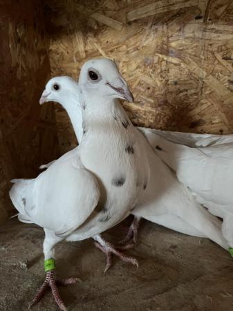 Image 4 of White pigeons females…………………..