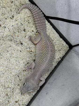 Image 5 of Lavender femaleleopard gecko