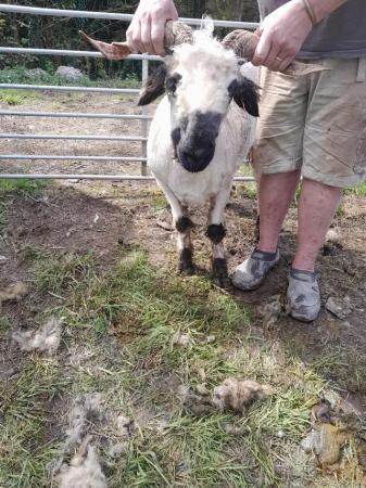 Image 3 of Pedigree blacknose Valais breeding ewes a family of 4