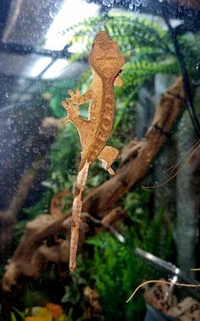 Image 8 of Beautiful Male Crested Gecko