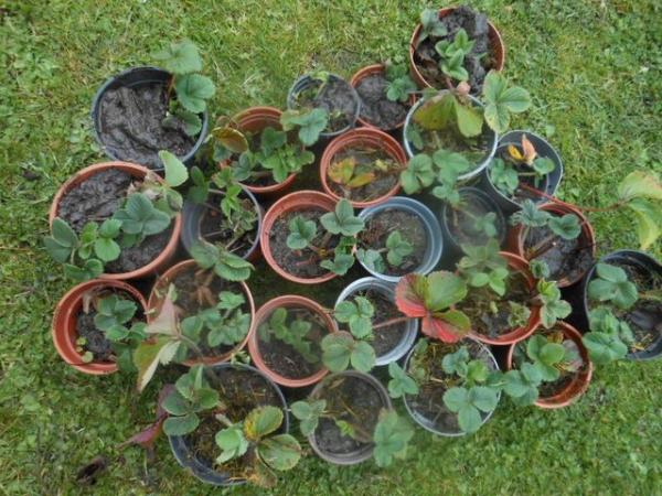 Image 2 of Strawberry Plants 5 Pots £5