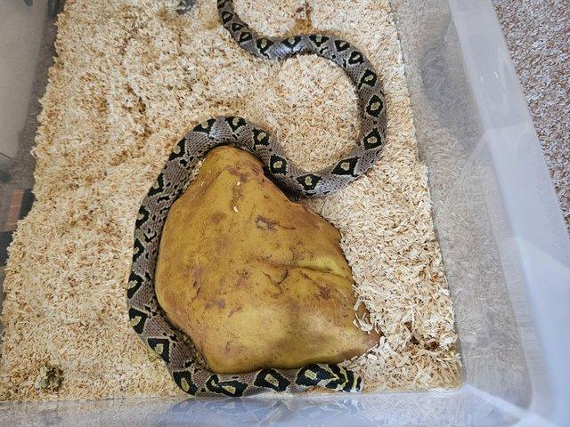 Preview of the first image of Adult female mandarin ratsnake.