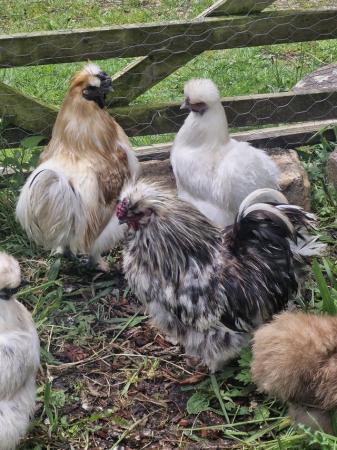 Image 1 of 2 silkie boys looking for new homes