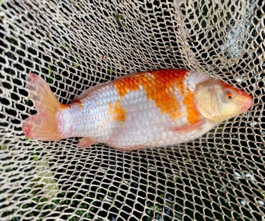 Image 1 of 2 Koi Carp in need of a new home.