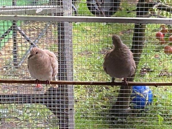 Image 3 of Various 2023 Barbary / Java Doves for sale