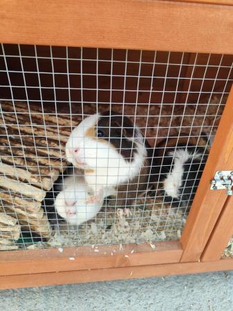 Image 4 of £130 - 2 years old. With outside cage, outside runner