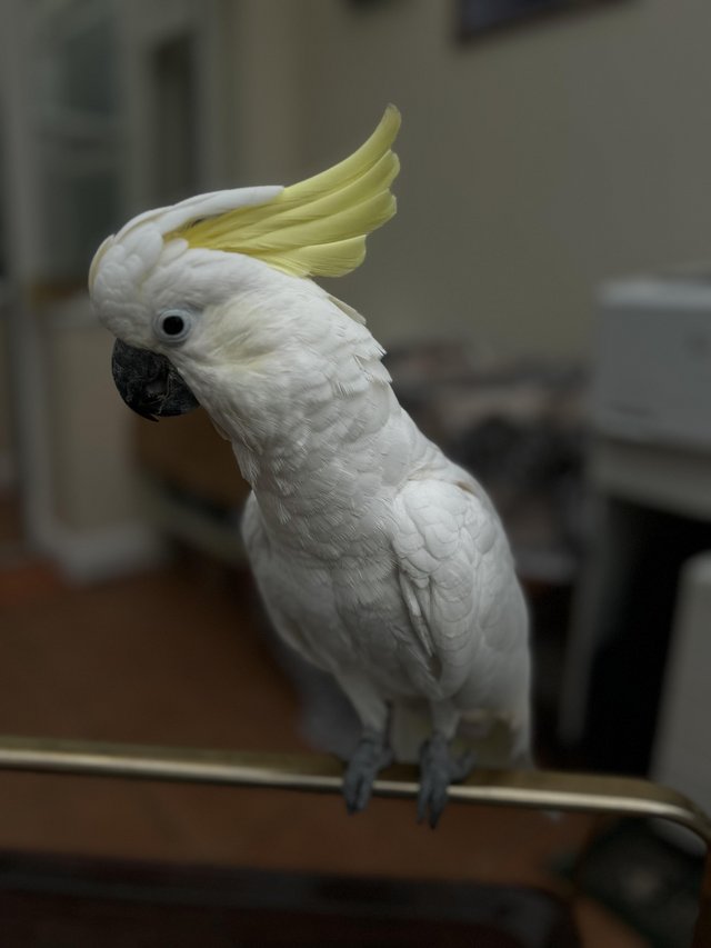 Preview of the first image of Sulphur Cockatoo Semi Tame.