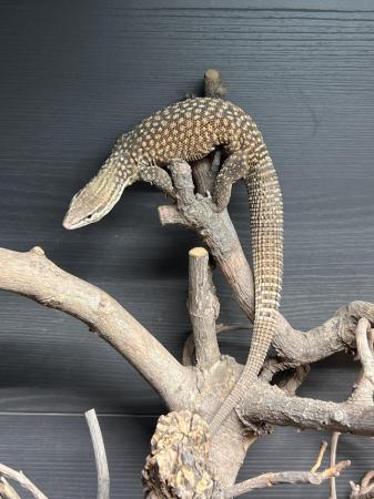 Image 6 of Female Ackie monitor for sale