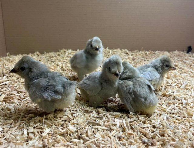 Preview of the first image of Pure breed female chicks, fully vaccinated.