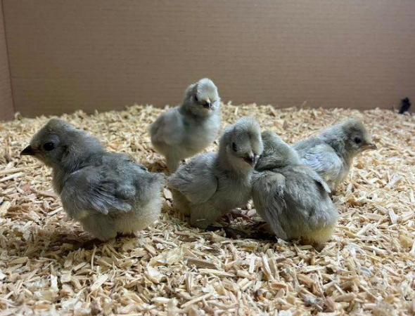 Image 1 of Pure breed female chicks, fully vaccinated