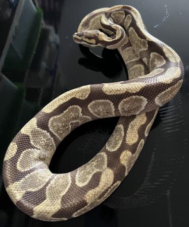 Image 2 of Various Snakes For Sale please see