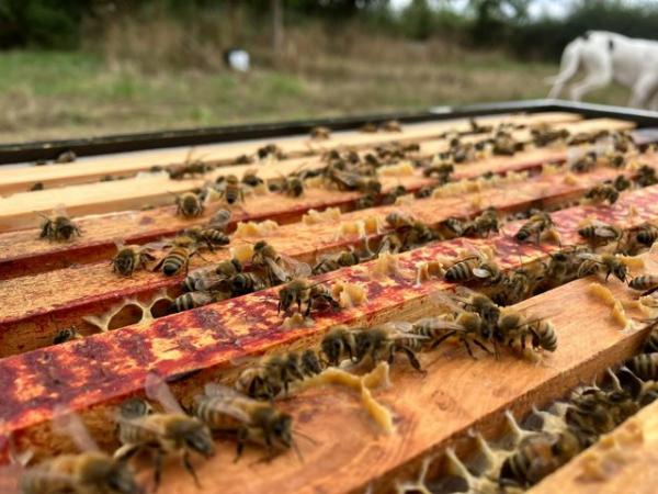 Image 4 of 6 Frame National Nuc of Bees For Spring 2024