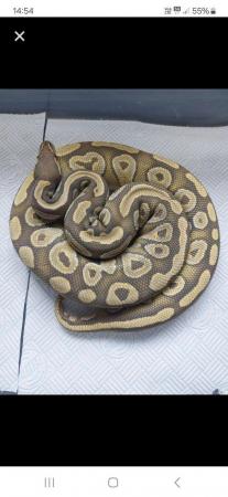 Image 3 of Adult Male hypo mojave looking for new home