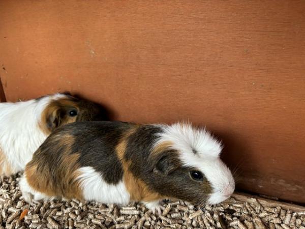 Image 1 of Two beautiful guinea pigs are looking for a new home