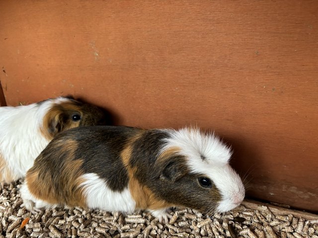 Preview of the first image of Two beautiful guinea pigs are looking for a new home.