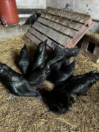 Image 1 of Pure breed Ayam Cemani roosters