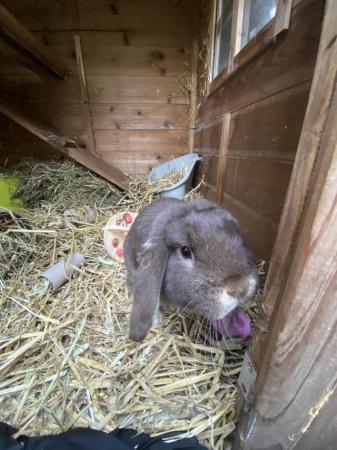 Image 1 of 6 month old lop eared rabbit for sale