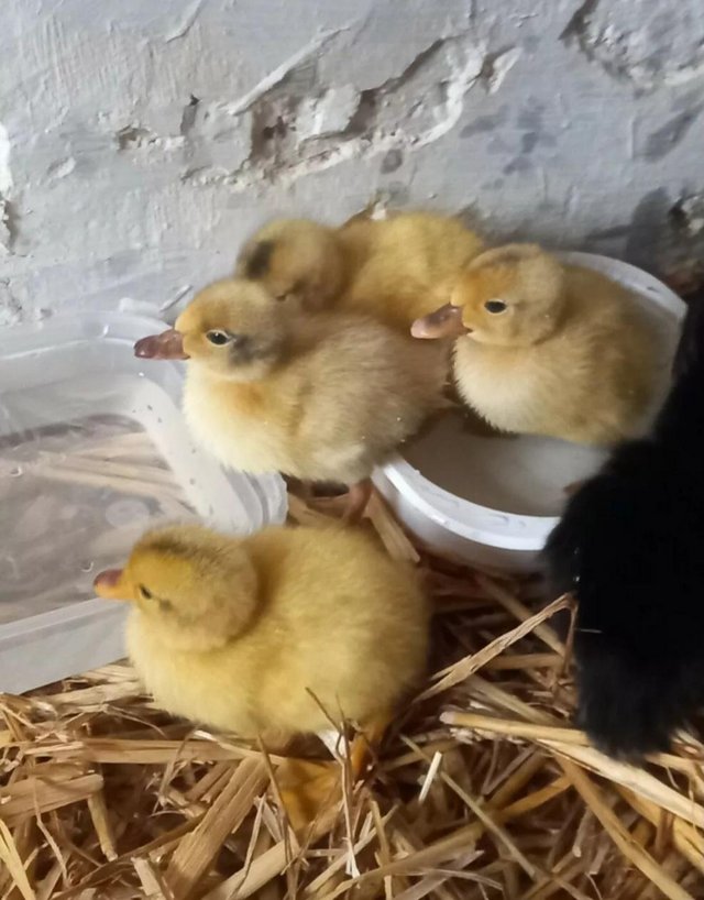 Preview of the first image of miniature silver appleyard ducklings.