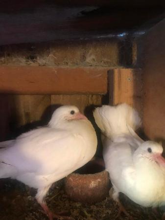 Image 2 of Young fantail pigeons and doves for sale