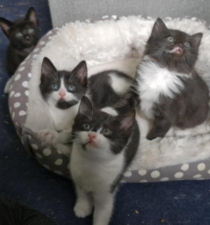 Image 9 of Beautiful kittens for sale, I have 2 female kittens for sale
