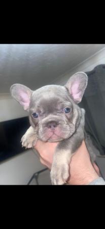 Image 14 of REDUCED ready to leave now Quality French Bulldog Puppies