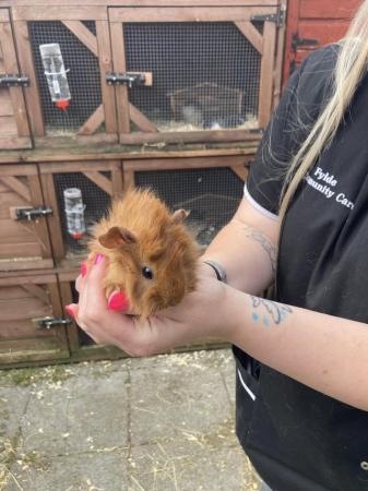 Image 9 of Lots of baby boy (boar) guinea pigs for sale