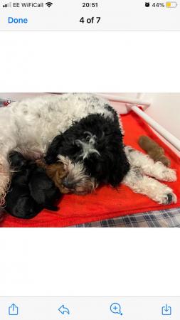 Image 6 of 6 week old F1 cavapoos for sale