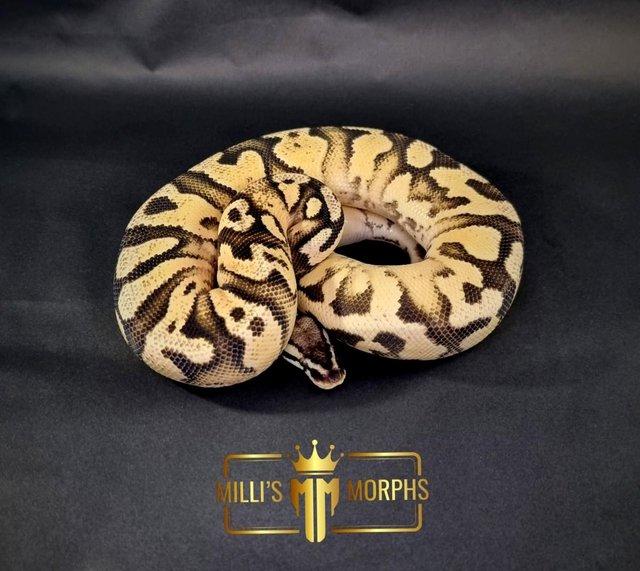 Preview of the first image of Orange Dream Pastel Yellow Belly 100% Het Pied Male.