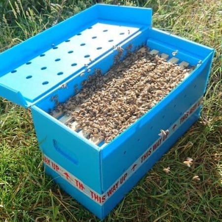 Image 14 of 6 Frame National Nuc of Bees For Spring 2024