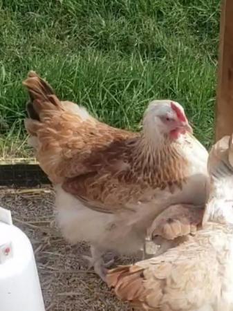 Image 1 of Lovely mixed faverolle hen for sale