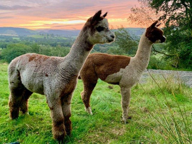 Preview of the first image of Beautiful Quality Alpacas for Sale.