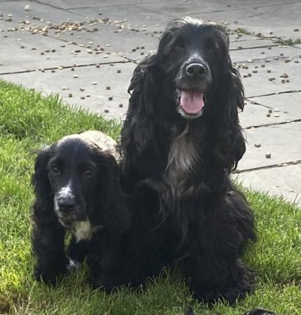 Image 4 of Stunning cocker spaniels