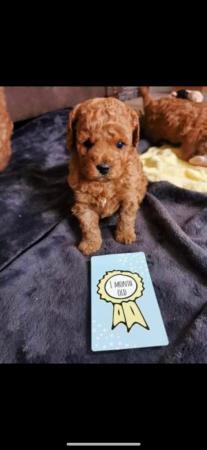 Image 21 of Extensively Health Tested Deep Red Toy Poodle Stud