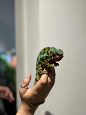 Image 3 of Male panther chameleon and setup