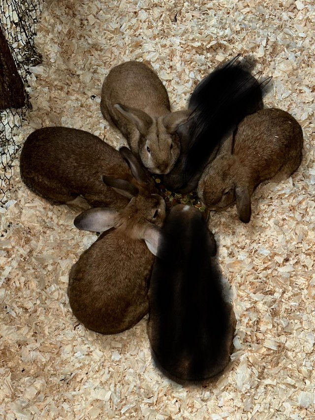 Preview of the first image of Female rabbits mini lop x lop.
