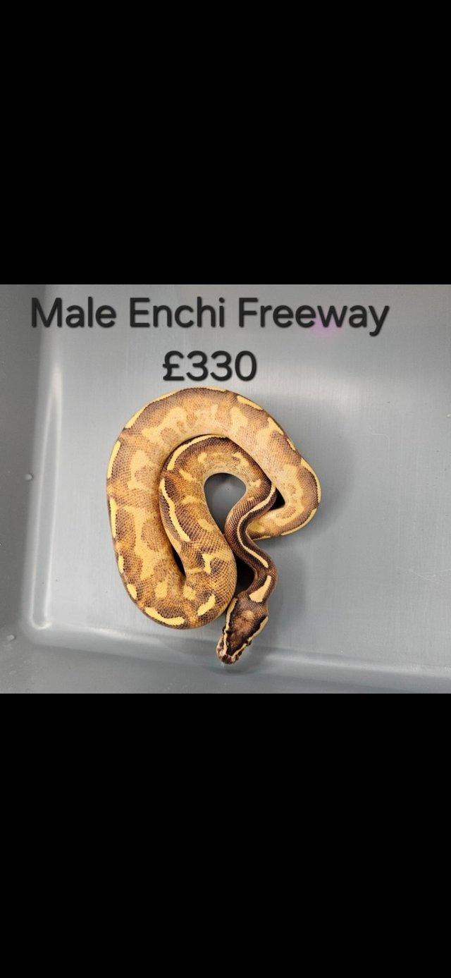 Preview of the first image of Male Enchi Freeway Ball python.