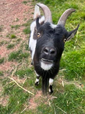 Image 1 of Pygmy/Dwarf Dairy Goats for sale