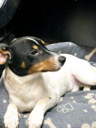 Image 1 of Jack Russell puppy for sale