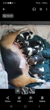 Image 2 of 2 beautiful beagle puppies