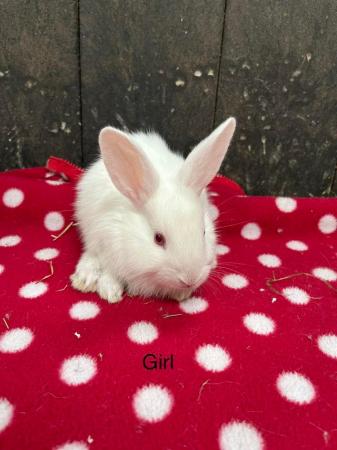 Image 8 of Stunning mini lop and lion head rabbits
