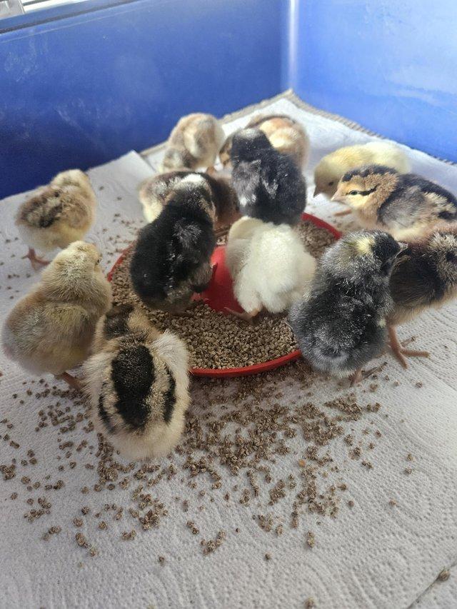 Preview of the first image of Day old chicks available Barnevelders, Cream legbar, mixed.