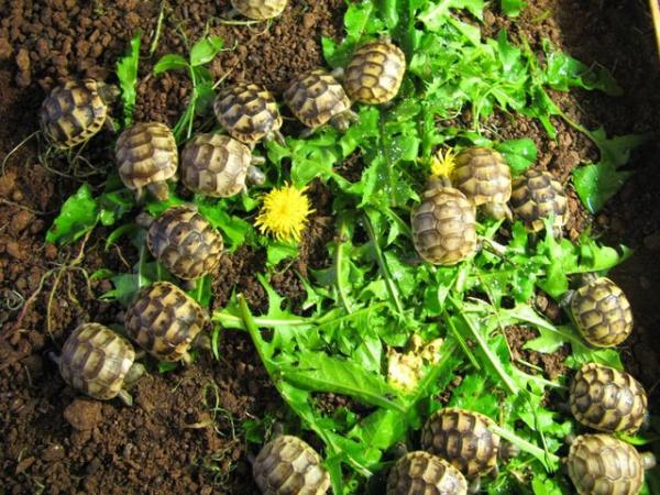 Image 8 of Baby Spur-thigh Tortoises for sale