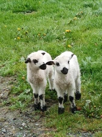 Image 3 of 2 x Valais Blacknose x Shetland Ewe lambs