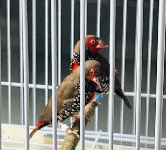 Painted Finches males for sale — photo 2 of 4