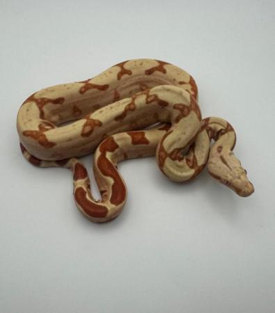 Image 1 of Baby Kahl Junglow boa males .