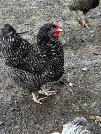 Image 29 of Chicks of various breeds and sizes