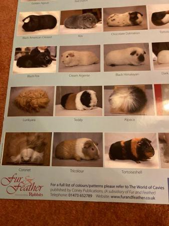 Image 5 of Fur and Feather poster showing 34 Cavy/Guinea Pig varieties