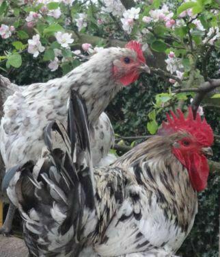 Preview of the first image of Rare breed black n white splash Jersey Giant cockerel.